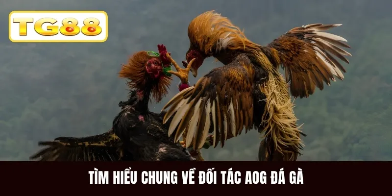 Tìm hiểu chung về đối tác AOG đá gà